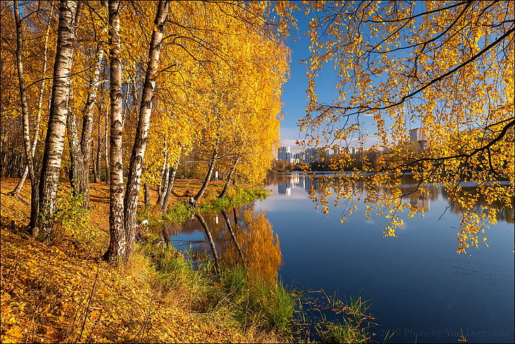 autumn, trees, branches, reflection, river, Russia, birch, Moscow oblast, birch grove, The River Pekhorka, Balashikha, HD wallpaper