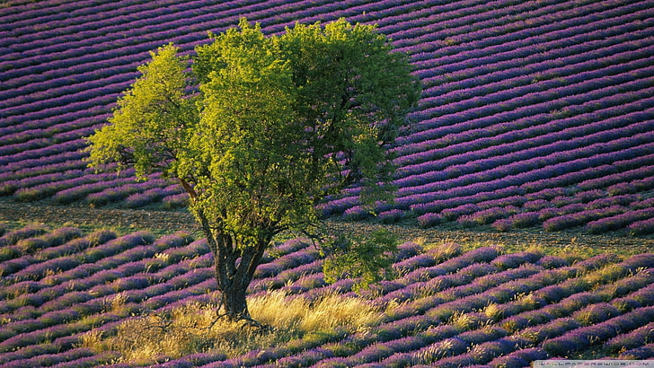 warna lembayung muda, bidang, lanskap, pohon, bunga ungu, Provence, Prancis, Wallpaper HD