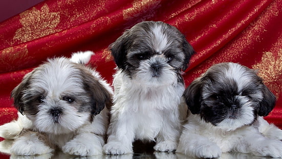 Dogs, Shih Tzu, Animal, Baby Animal, Cute, Dog, Puppy, HD wallpaper HD wallpaper
