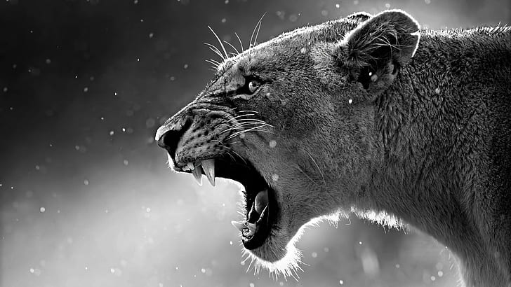 Lioness, black, white, 4k pics, ultra hd, UK, HD wallpaper | Wallpaperbetter
