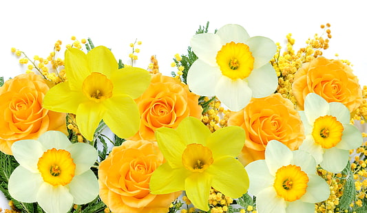 gula breda kronbladiga blommor, vita, blommor, gul, vår, påskliljor, delikat, Mimosa, HD tapet HD wallpaper