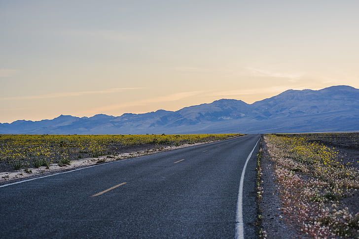 photography of gray asphalt road near hills during day time, Road to Glory, photography, gray, asphalt, hills, day, time, death valley, desert, landscape, flowers, wildflowers, sky, scenic, scenery, outdoors, marc cooper, nikon  d810, hdr, color, sunset  mountains, bloom, yellow, road, nature, highway, mountain, travel, HD wallpaper