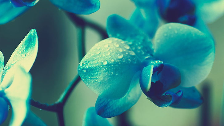 white and blue moth orchid flower, flowers, blue, plants, macro, orchids, blue flowers, cyan, water drops, HD wallpaper