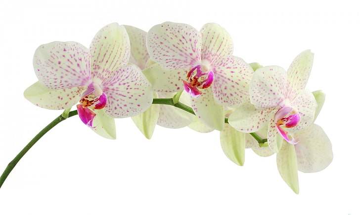green and pink flowers, orchid, flower, white, branch, background, HD wallpaper