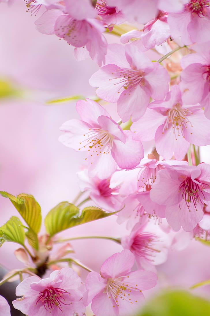 花の写真、桜、季節、写真、春、花、桜、春、静岡、日本、ペンタックスK-3、smc、DA、F4、ピンク色、自然、春、木、枝、植物、花びら、鮮度、フラワーヘッド、花、クローズアップ、日本、 HDデスクトップの壁紙、 スマホの壁紙