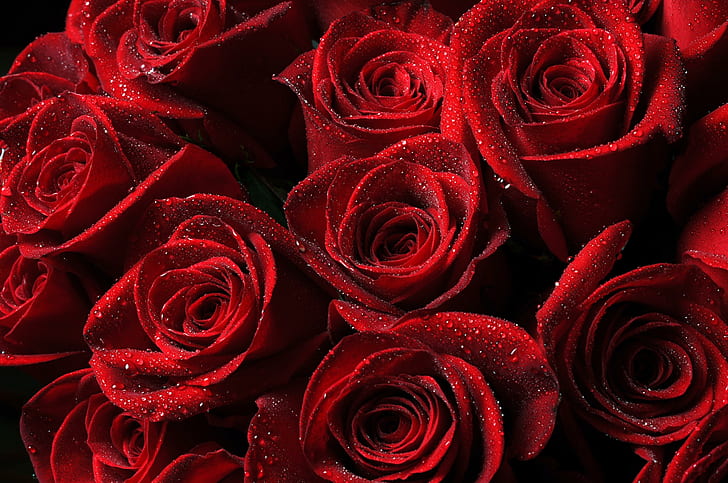 розы, красные, капли, лепестки, розы, капли, лепестки, HD обои
