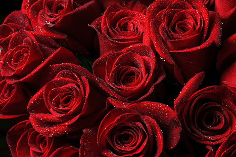 Rosen, rot, Tropfen, Blütenblätter, Rosen, Tropfen, Blütenblätter, HD-Hintergrundbild HD wallpaper
