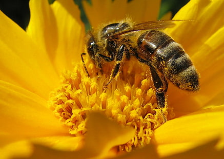 пчела на подсолнечнике, пчела, работа, подсолнечник, макрос, ЛЮБОВЬ ПРИРОДЫ, насекомое, цветок, 花, желтый, 黃, топ, c50, i500, блог, природа, пыльца, опыление, крупный план, весна, лето, мед, зеленыйЦвет, растение, HD обои HD wallpaper
