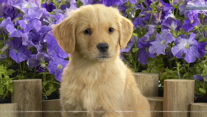 cachorro marrón de capa corta, perro, cachorros, golden retrievers, animales, flores de color púrpura, Fondo de pantalla HD