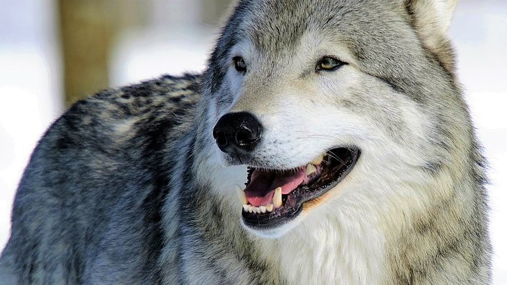 الذئب ، التصوير الفوتوغرافي ، صورة ، الصورة عن قرب ، الذئب الرمادي ، الشتاء، خلفية HD