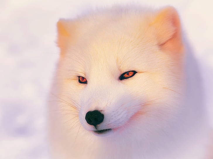 Arctic Fox in winter, face, white wolf, Arctic, Fox, Winter, Face, HD wallpaper