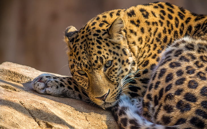 animales, leopardo, zoológico, Fondo de pantalla HD