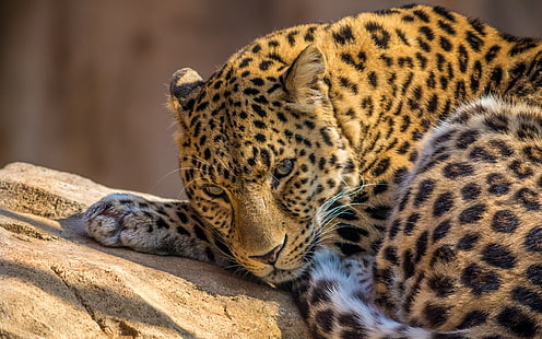 leopardo, zoo, animali, leopardo (animale), Sfondo HD HD wallpaper