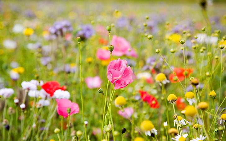 여름 초원 화려한 꽃, 분홍색과 붉은 장미 꽃과 노란 쑥 국화 꽃밭, 자연, 꽃, 화려한, HD 배경 화면