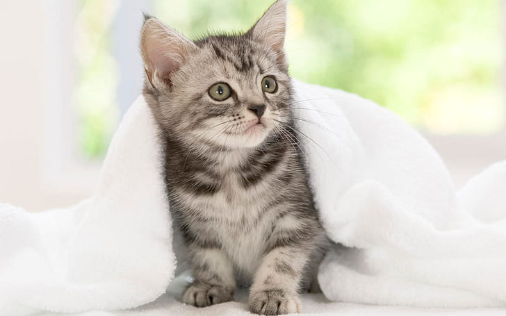 American Shorthair Kitten, american shorthair, cute, usa, HD wallpaper