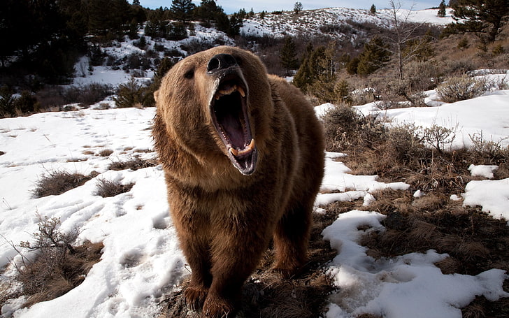 Orso grizzly, orso, sorriso, erba, neve, aggressività, Sfondo HD