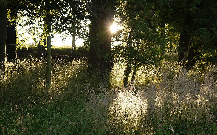 Дървета Ограда Трева Слънчева светлина HD, природа, дървета, слънчева светлина, трева, ограда, HD тапет