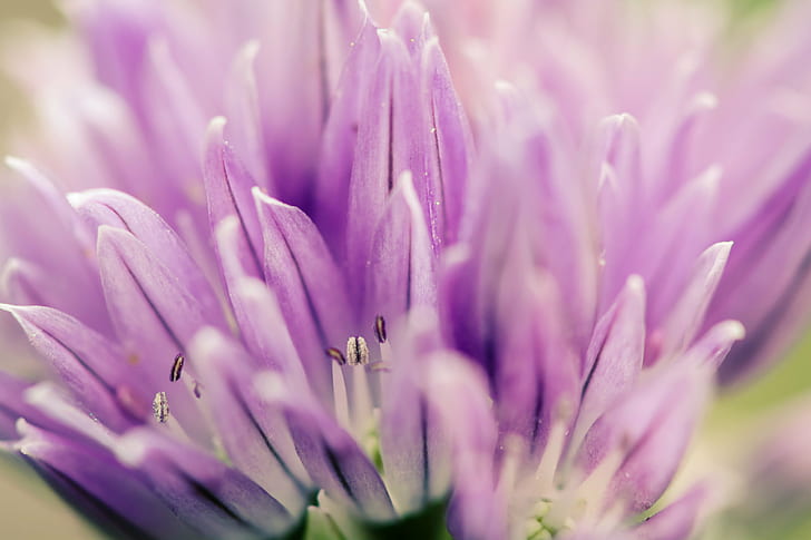fotografi closeup bunga petaled ungu, daun bawang, ungu, bunga, fotografi closeup, nikon, tanaman, musim semi, alam, warna pink, close-up, keindahan Di Alam, Wallpaper HD