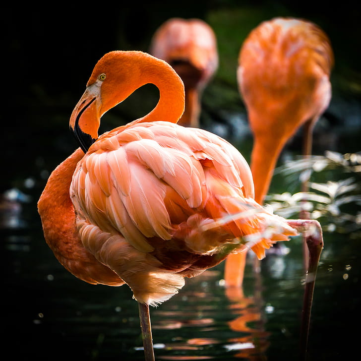 selective focus photography of pink Flamingo, flamingo, selective focus, photography, pink Flamingo, sony  alpha, A6000, oiseau, bird, rose  pink, E-mount, eau, plume, feather, water, flamant, animal, serenity, élégance, beautifull, nature, flamingo, wildlife, pink Color, beak, red, zoo, HD wallpaper