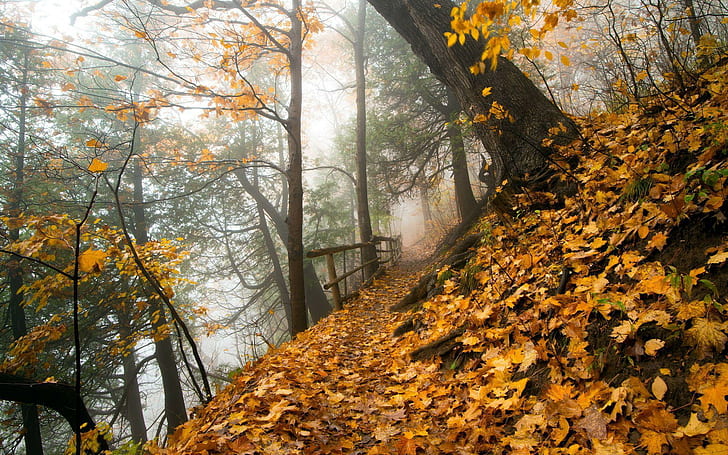 Jalan melalui hutan, jalur sempit di lereng bukit dengan pohon-pohon tinggi dengan banyak daun kuning dan coklat jatuh, alam, 1920x1200, pohon, hutan, jalan, musim gugur, musim gugur, Wallpaper HD