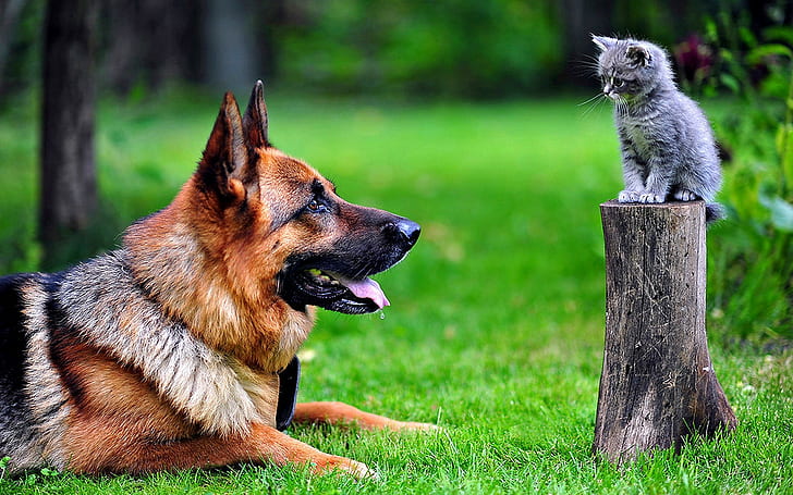 Berger allemand, chatons, animaux, chien, chat, Fond d'écran HD