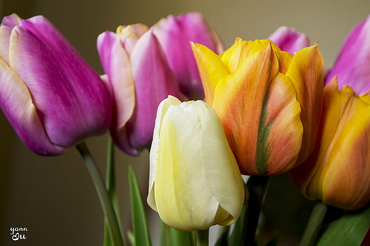 fioletowy i żółty tulipan, fioletowy, żółty, tulipan, fleurs, natura, kwiat, fleur, perfumy, plaisir, miękki, spokojny, pokój, przyjemność, bien, être, Nikon D750, makro, zbliżenie, cichy, kwiat, kwiat, miękkość, kolor, zapach, perfumy, szczęście, światło, skarb, pasja, wiosna, roślina, piękno w naturze, głowa kwiatu, płatek, zielony Kolor, pora roku, Tapety HD