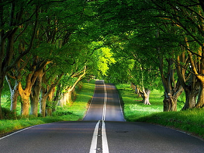асфальтированная дорога, дорога, асфальт, деревья, разметка, двойные сплошные линии, спуск, рельеф, HD обои HD wallpaper