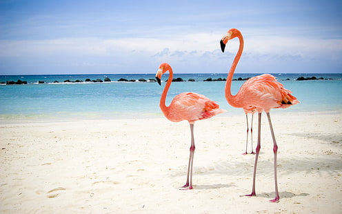 Flamingo Flamingos Beach HD, животные, пляж, фламинго, фламинго, HD обои HD wallpaper