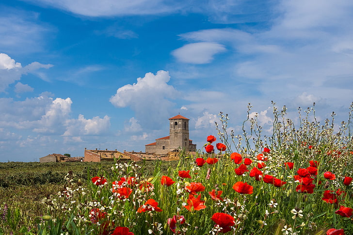 Blumen, Turm, Maki, Spanien, Palencia, Campos de Castilla, Revilla de Campos, HD-Hintergrundbild