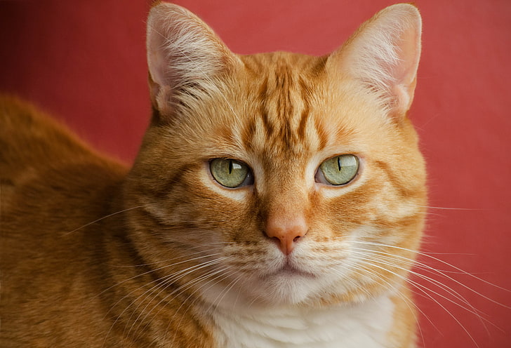 chat tigré orange, chat, visage, portrait, rouge, fond rouge, beau, Fond d'écran HD