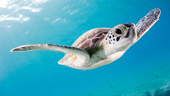 морская черепаха, черепаха, подводная, HD обои HD wallpaper