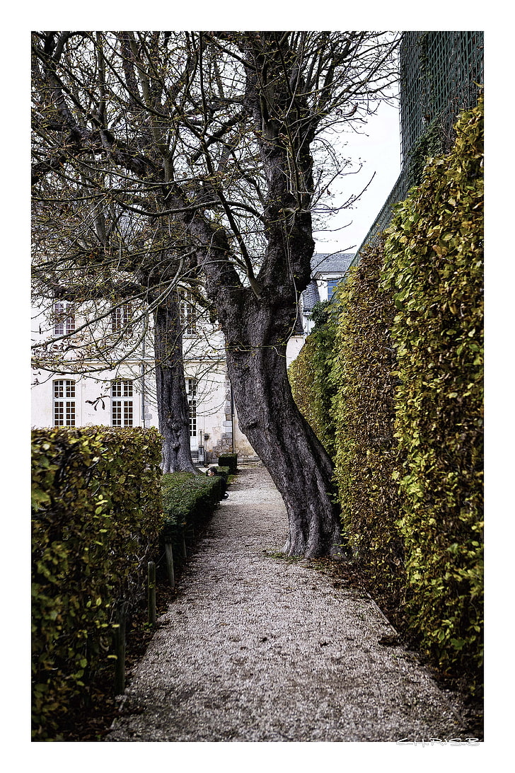 czarno-brązowe malowanie drzew, Paryż, Parc de Sceaux, Tapety HD, tapety na telefon