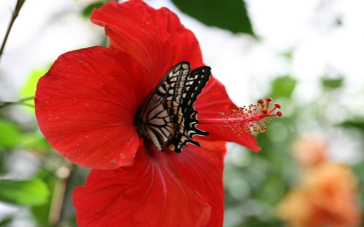 バタフライnハ​​イビスカス。バタフライの花自然赤休憩HD、自然、動物、花、赤、蝶、休憩、バタフライ、 HDデスクトップの壁紙