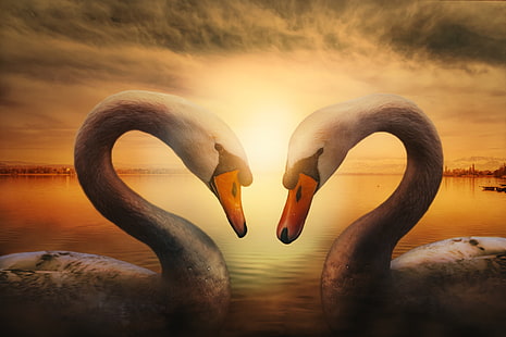Symbol of Love, Swans Birds, 5K, HD wallpaper HD wallpaper
