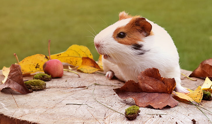 white and brown hamster, guinea pig, rodent, foliage, autumn, HD wallpaper