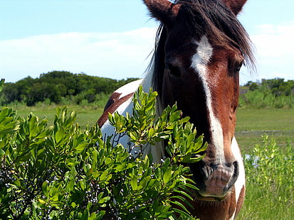 brązowo-biały koń zbliżenie zdjęcie, dzikie konie, dzikie konie, dzikie konie, brązowy, biały koń blisko, zbliżenie, zdjęcie, koń, natura, zwierzę, na dworze, gospodarstwo rolne, scena wiejska, łąka, ssak, lato, pastwisko, Tapety HD HD wallpaper