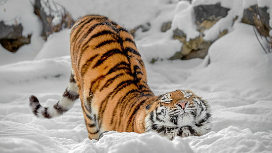 tygrys, śnieg, dzika przyroda, ssak, duży kot, rozciąganie, futro, zima, zwierzę lądowe, wąsy, Tapety HD HD wallpaper