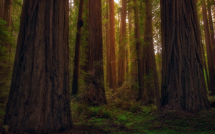USA, California, redwoods, forest, trees, USA, California, Redwoods, Forest, Trees, HD wallpaper