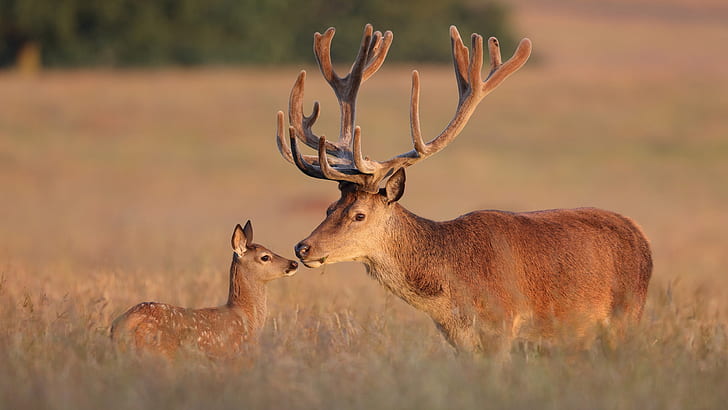 Red Deer Deer & Elk With Large Antlers Hd Desktop Wallpaper 2560×1600, HD wallpaper