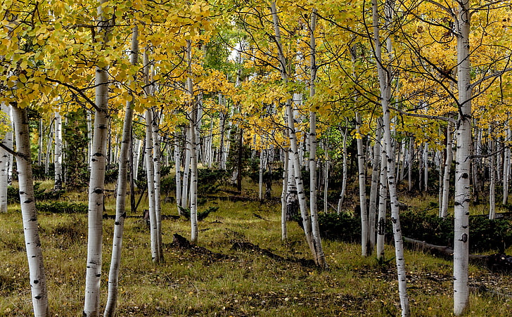 Yellow Aspens, Seasons, Autumn, Landscape, Yellow, Trees, Fall, Utah, foliage, Grove, Aspens, unitedstates, mountainside, route143, HD wallpaper