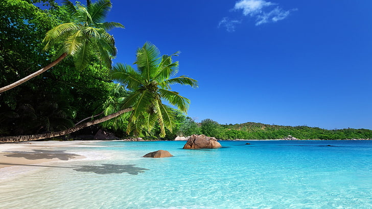 две кокосови дървета, пейзаж, плаж, палми, тропически, море, HD тапет