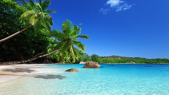two coconut trees, landscape, beach, palm trees, tropical, sea, HD wallpaper HD wallpaper
