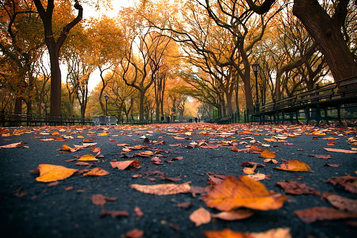 dried leaf on road during daytime, york, central park, york, central park, Yellow Brick Road, United States, New York, New York, New York City, City, Central, Central Park, Mall, Area, dried, leaf, on road, daytime, New York City  New  York, NYC, Central  Park, fall  colors, Mall, walk, path, yellow, leaves, perspective, Manhattan, iconic, beautiful, nice, blur, chris, city, urban, landscape, autumn, nature, tree, season, park - Man Made Space, orange Color, outdoors, october, forest, gold Colored, multi Colored, HD wallpaper