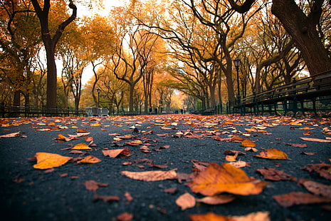 dried leaf on road during daytime, york, central park, york, central park, Yellow Brick Road, United States, New York, New York, New York City, City, Central, Central Park, Mall, Area, dried, leaf, on road, daytime, New York City  New  York, NYC, Central  Park, fall  colors, Mall, walk, path, yellow, leaves, perspective, Manhattan, iconic, beautiful, nice, blur, chris, city, urban, landscape, autumn, nature, tree, season, park - Man Made Space, orange Color, outdoors, october, forest, gold Colored, multi Colored, HD wallpaper HD wallpaper