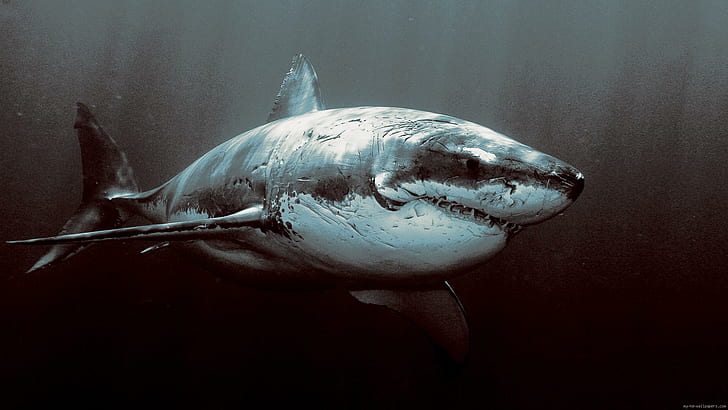 Tiburón aterrador en el mar, gran tiburón blanco, tiburón, animal, ver, Fondo de pantalla HD