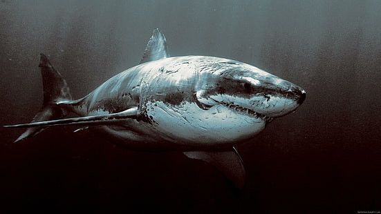 Squalo spaventoso nel vedere, grande squalo bianco, squalo, animale, vedere, Sfondo HD HD wallpaper