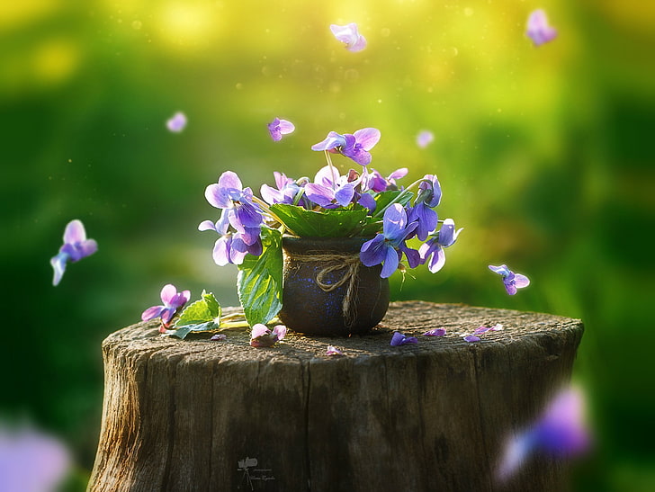 Pansy, blurred background, in a pot, on the stump, HD wallpaper