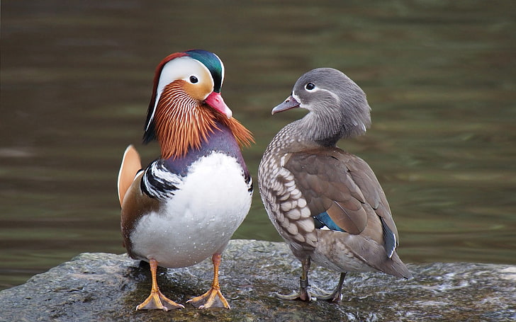 Beautiful Birds Canards Mandarin Pasangan Wallpaper Hd Untuk Desktop 2880 × 1800, Wallpaper HD