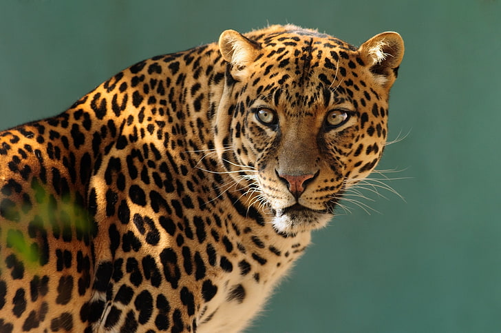 коричневый и черный леопард, леопард, хищник, кот, HD обои