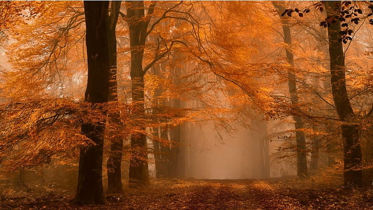 Dia de nevoeiro no outono, natureza, outono, HD papel de parede